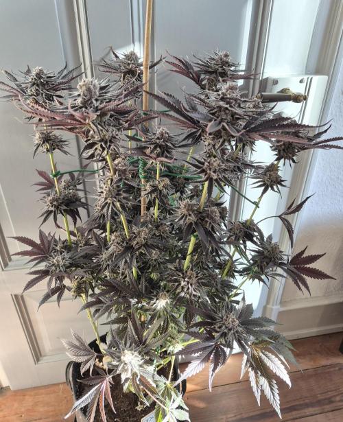 Fx3, Pink Milk & Limonario. Week 15 - Fx3#2 Harvestday 61/flower