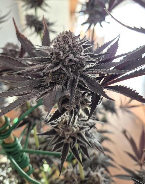 Fx3, Pink Milk & Limonario. Week 15 - Fx3#2 Harvestday 61/flower