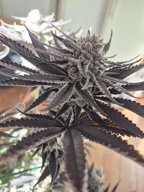Fx3, Pink Milk & Limonario. Week 15 - Fx3#2 Harvestday 61/flower