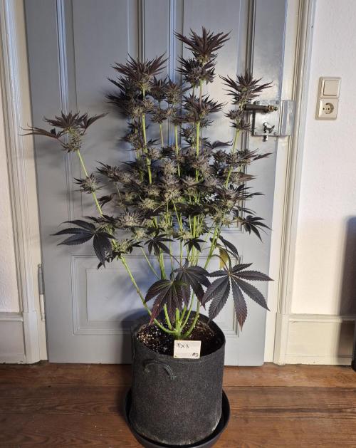 Fx3, Pink Milk & Limonario. Week 15 - Fx3#3 Harvestday 64/flower