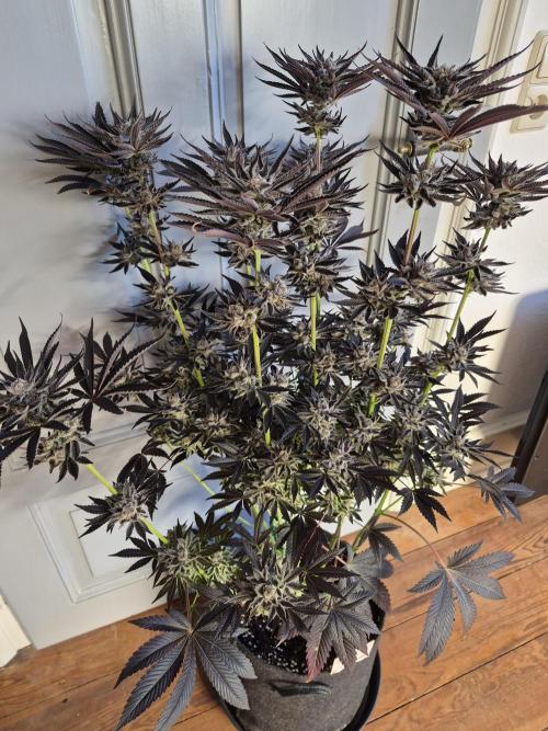 Fx3, Pink Milk & Limonario. Week 15 - Fx3#3 Harvestday 64/flower
