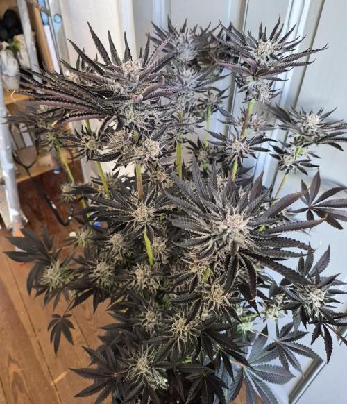 Fx3, Pink Milk & Limonario. Week 15 - Fx3#3 Harvestday 64/flower