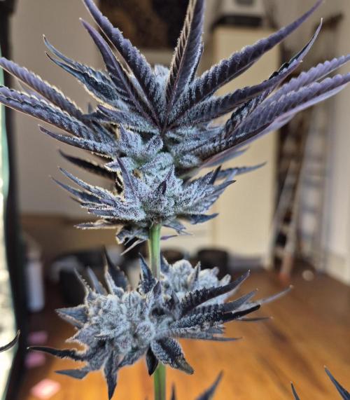 Fx3, Pink Milk & Limonario. Week 15 - Fx3#3 Harvestday 64/flower