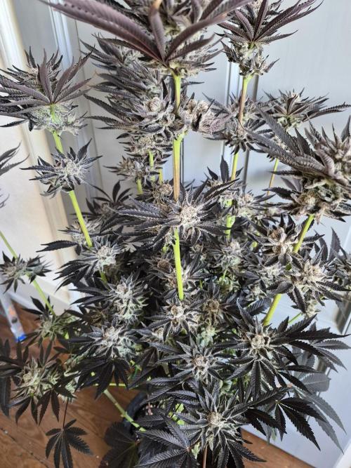 Fx3, Pink Milk & Limonario. Week 15 - Fx3#3 Harvestday 64/flower