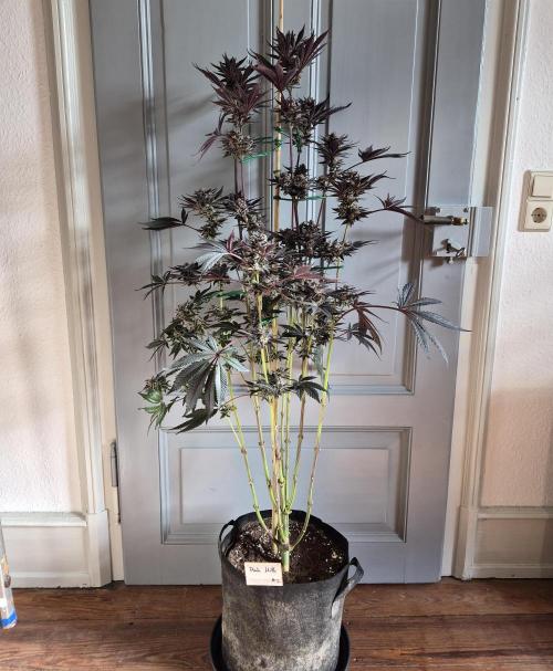 Fx3, Pink Milk & Limonario. Week 15 - Pink Milk #2 Harvestday 61/flower