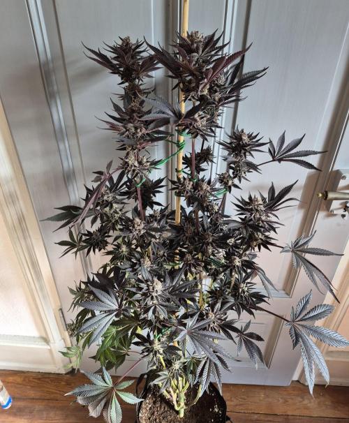 Fx3, Pink Milk & Limonario. Week 15 - Pink Milk #2 Harvestday 61/flower
