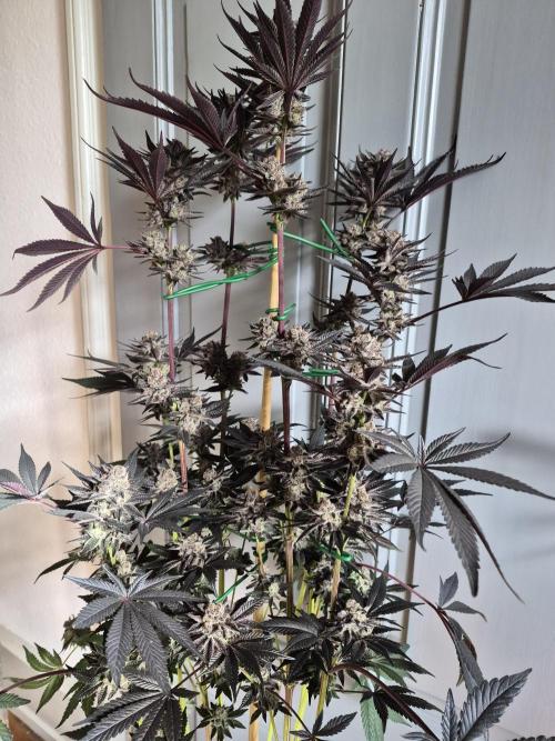 Fx3, Pink Milk & Limonario. Week 15 - Pink Milk #2 Harvestday 61/flower