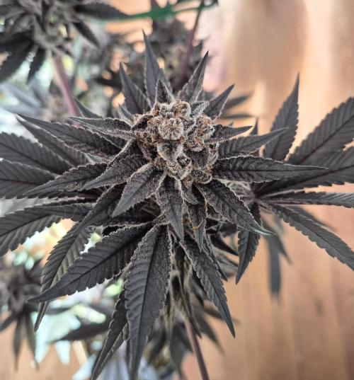 Fx3, Pink Milk & Limonario. Week 15 - Pink Milk #2 Harvestday 61/flower
