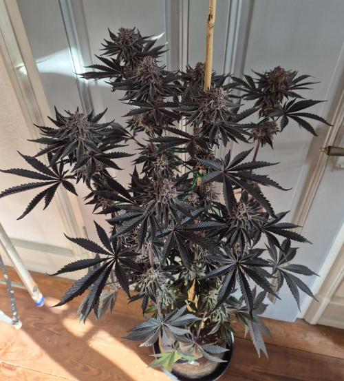 Fx3, Pink Milk & Limonario. Week 15 - Pink Milk #3 Harvestday 61/flower