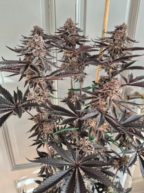 Fx3, Pink Milk & Limonario. Week 15 - Pink Milk #3 Harvestday 61/flower