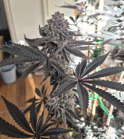Fx3, Pink Milk & Limonario. Week 15 - Pink Milk #3 Harvestday 61/flower
