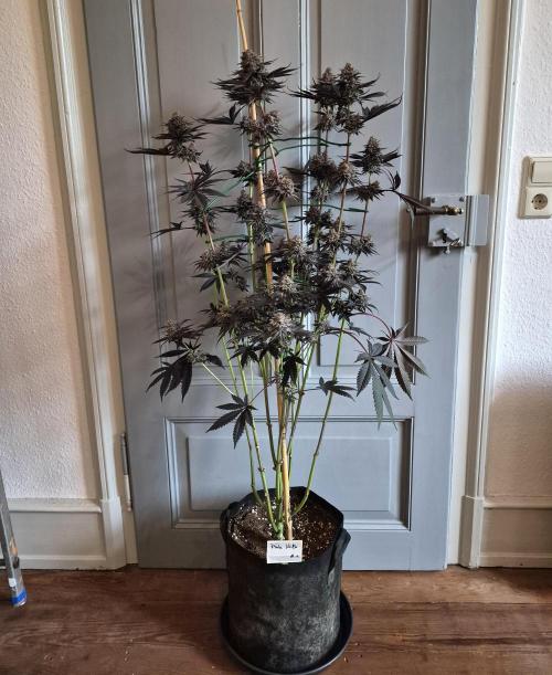 Fx3, Pink Milk & Limonario. Week 15 - Pink Milk #1 Harvestday 66/flower