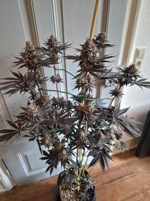 Fx3, Pink Milk & Limonario. Week 15 - Pink Milk #1 Harvestday 66/flower