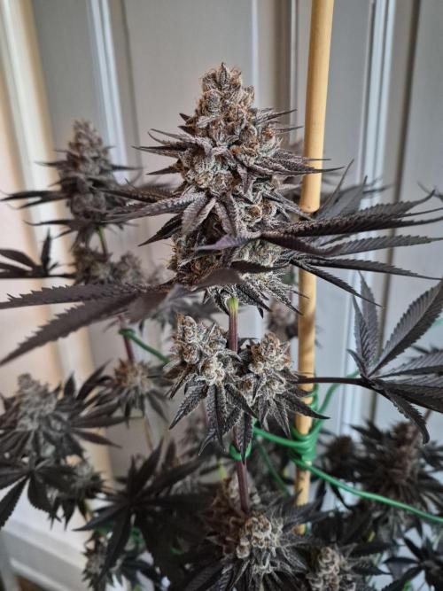 Fx3, Pink Milk & Limonario. Week 15 - Pink Milk #1 Harvestday 66/flower