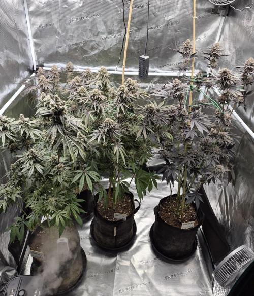 Fx3, Pink Milk & Limonario. Week 15 - Day 64/flower
