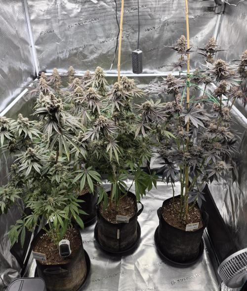 Fx3, Pink Milk & Limonario. Week 15 - Day 65/flower