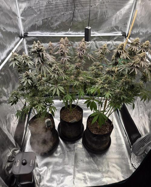 Fx3, Pink Milk & Limonario. Week 15 - Day 66/flower 