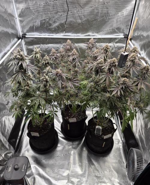 Fx3, Pink Milk & Limonario. Week 15 - Day 67/flower 
