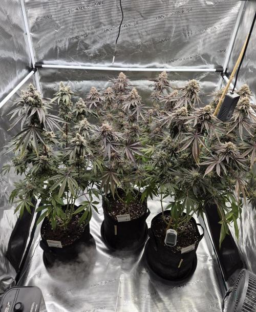 Fx3, Pink Milk & Limonario. Week 15 - Day 68/flower 