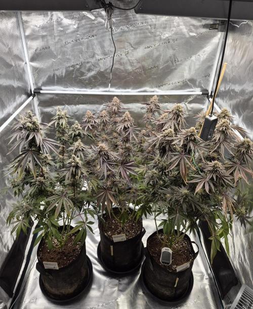 Fx3, Pink Milk & Limonario. Week 15 - Day 69/flower 