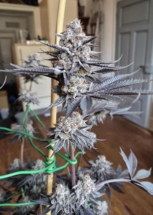 Fx3, Pink Milk & Limonario. Week 15 - Pink Milk #1 Harvestday 66/flower 