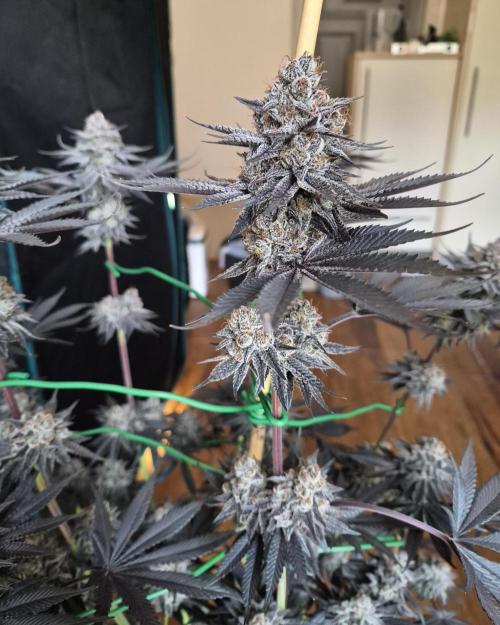 Fx3, Pink Milk & Limonario. Week 15 - Pink Milk #1 Harvestday 66/flower