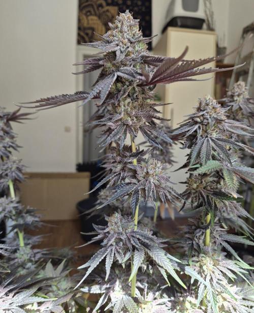 Fx3, Pink Milk & Limonario. Week 15 - Limonario #3 Harvestday 70/flower 