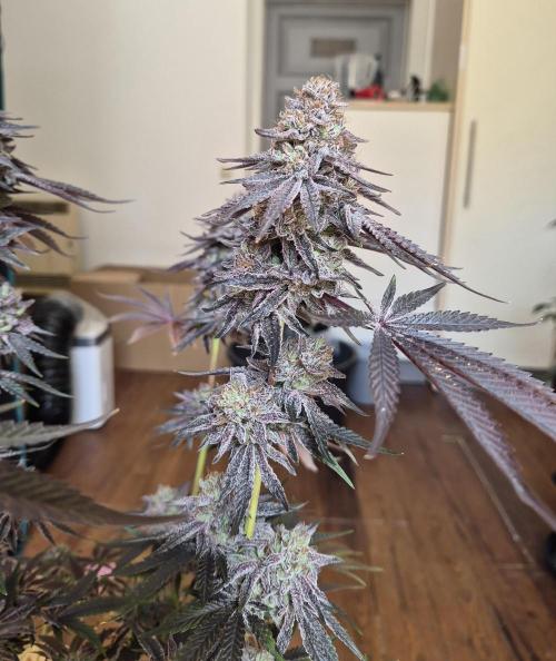 Fx3, Pink Milk & Limonario. Week 15 - Limonario #3 Harvestday 70/flower