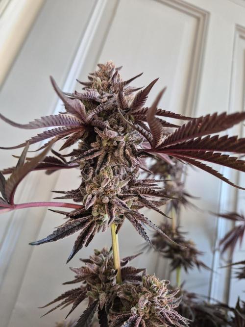Fx3, Pink Milk & Limonario. Week 15 - Limonario #3 Harvestday 70/flower
