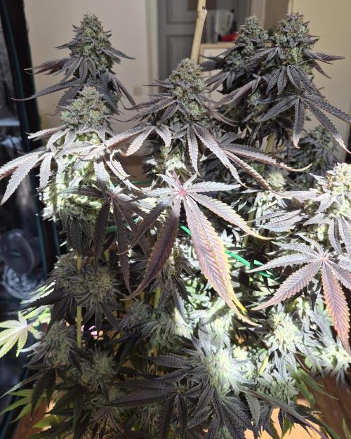 Fx3, Pink Milk & Limonario. Week 15 - Limonario #2 Harvestday 70/flower