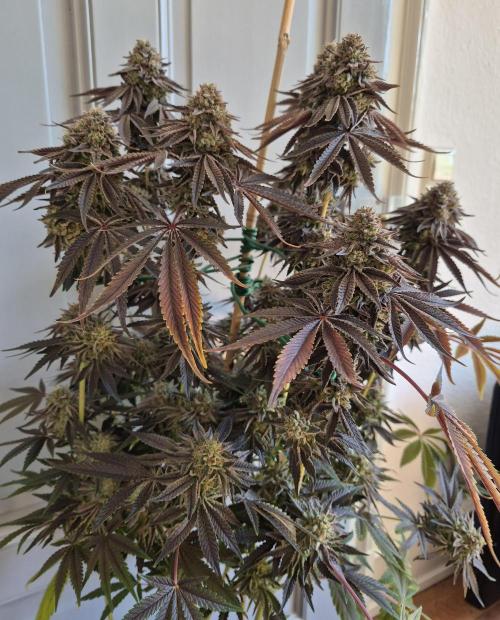 Fx3, Pink Milk & Limonario. Week 15 - Limonario #2 Harvestday 70/flower