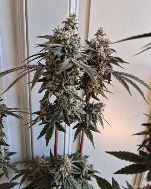 Fx3, Pink Milk & Limonario. Week 15 - Limonario #1 Harvestday 70/flower