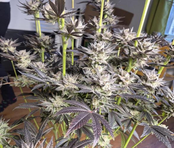 Fx3, Pink Milk & Limonario. Week 15 - Fx3 #3 Harvestday 64/flower