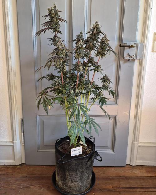 Fx3, Pink Milk & Limonario. Week 16 - Limonario #1 Harvestday 70/flower 