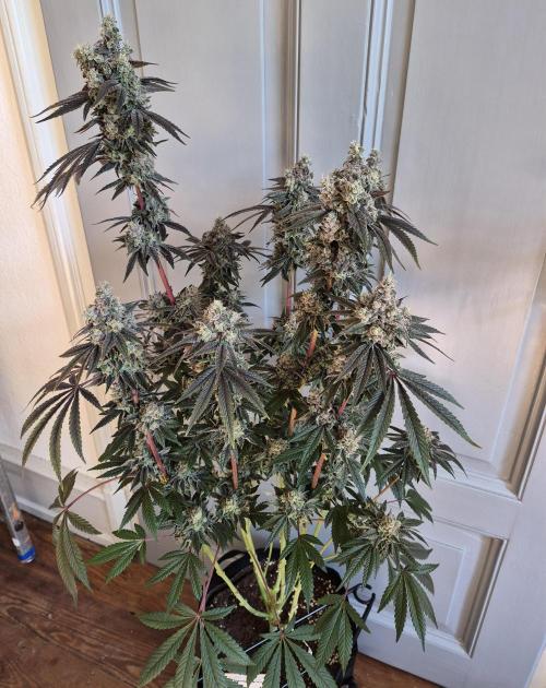 Fx3, Pink Milk & Limonario. Week 16 - Limonario #1 Harvestday 70/flower