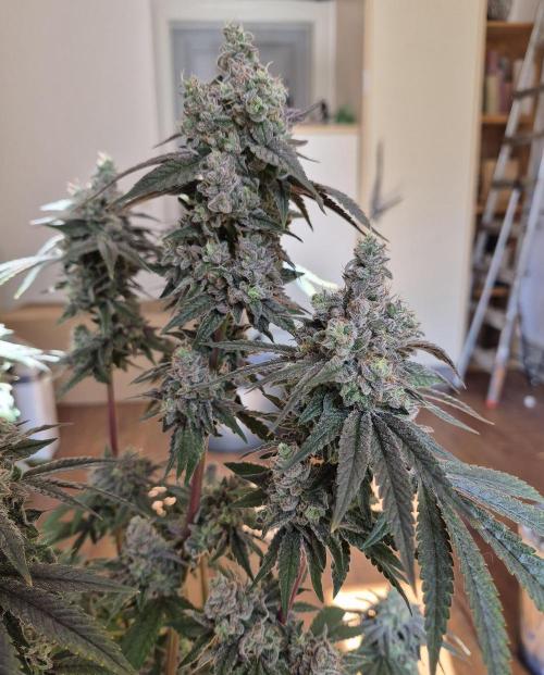 Fx3, Pink Milk & Limonario. Week 16 - Limonario #1 Harvestday 70/flower