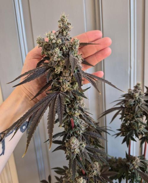 Fx3, Pink Milk & Limonario. Week 16 - Limonario #1 Harvestday 70/flower
