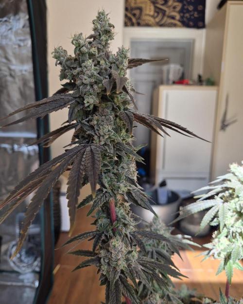 Fx3, Pink Milk & Limonario. Week 16 - Limonario #1 Harvestday 70/flower