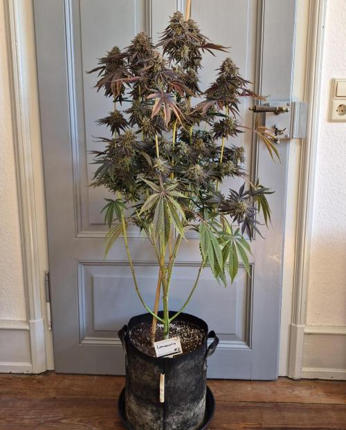 Fx3, Pink Milk & Limonario. Week 16 - Limonario #2 Harvestday 70/flower