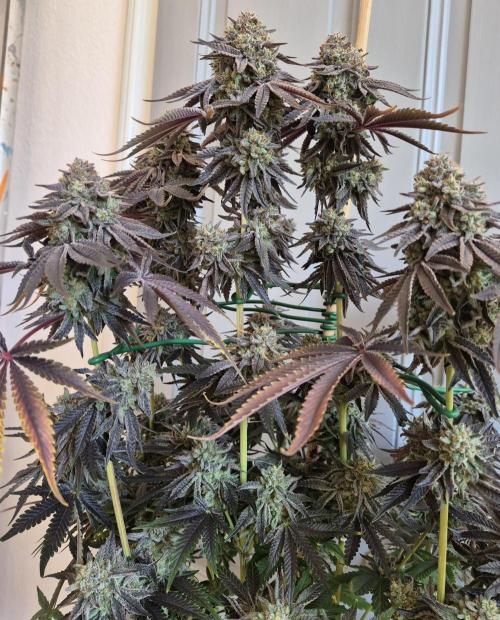 Fx3, Pink Milk & Limonario. Week 16 - Limonario #2 Harvestday 70/flower