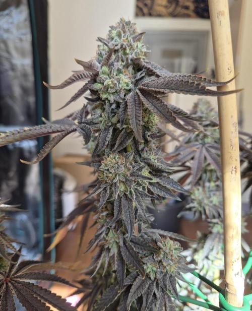 Fx3, Pink Milk & Limonario. Week 16 - Limonario #2 Harvestday 70/flower