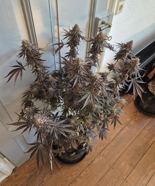 Fx3, Pink Milk & Limonario. Week 16 - Limonario #3 Harvestday 70/flower