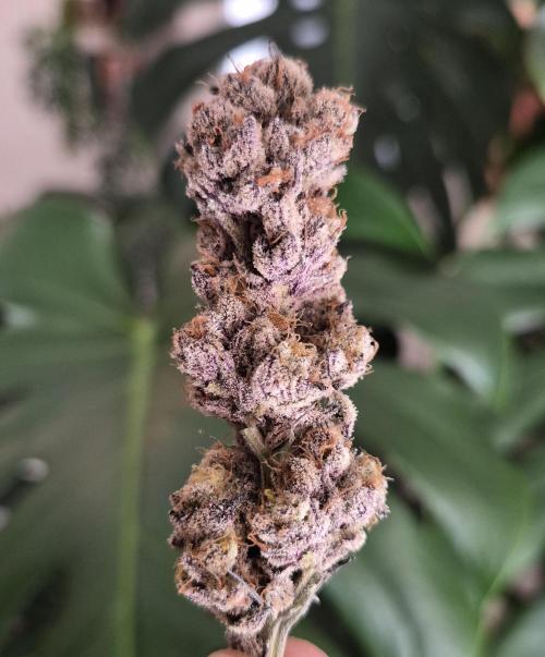 Fx3, Pink Milk & Limonario. Week 15 - Pink Milk #2 