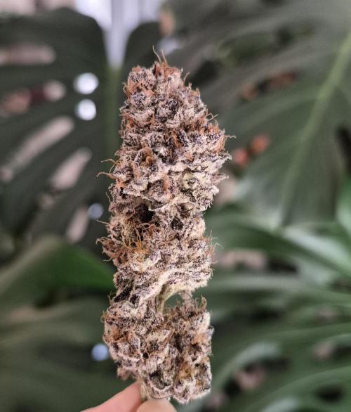 Fx3, Pink Milk & Limonario. Week 15 - Pink Milk #3 