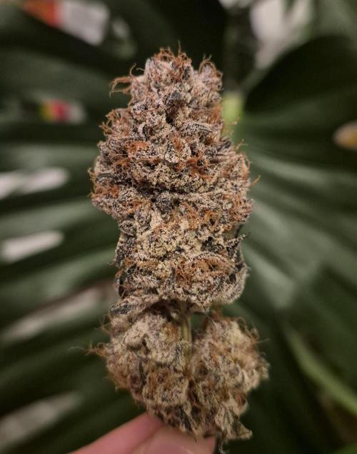 Fx3, Pink Milk & Limonario. Week 15 - Pink Milk #1 