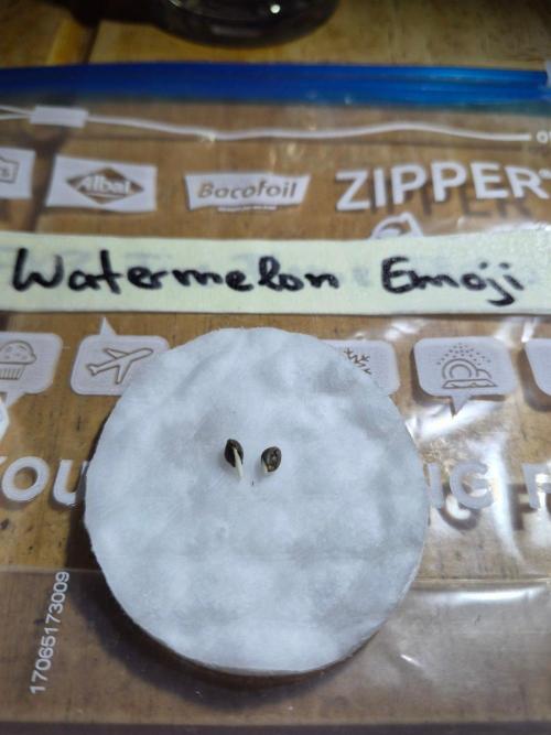 Watermelon Emoji & Pamellowz. Week 0 - After soaking in water for 24h