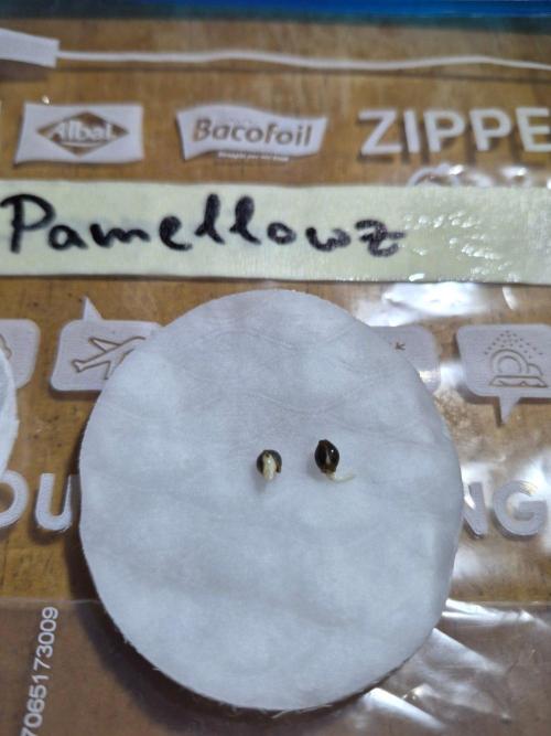 Watermelon Emoji & Pamellowz. Week 0 - After soaking in water for 24h