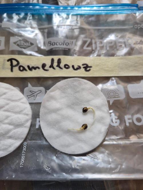 Watermelon Emoji & Pamellowz. Week 0 - After 24h in cotton pads