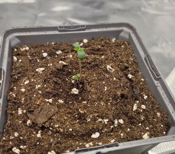 Watermelon Emoji & Pamellowz. Week 1 - Pamellowz #2 sprouted two plants