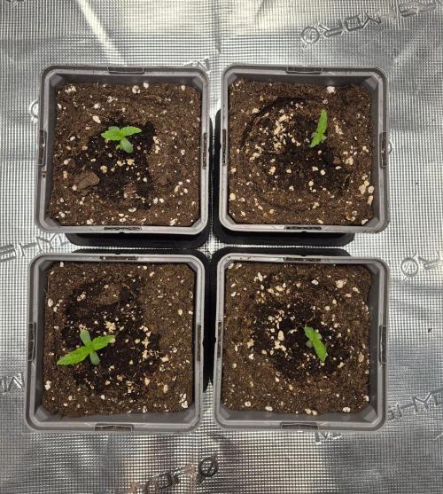 Watermelon Emoji & Pamellowz. Week 1 - Day 6